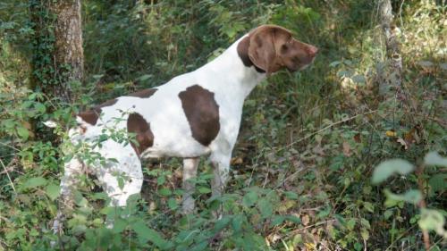  Cane Bracco francese tipo Gascogne