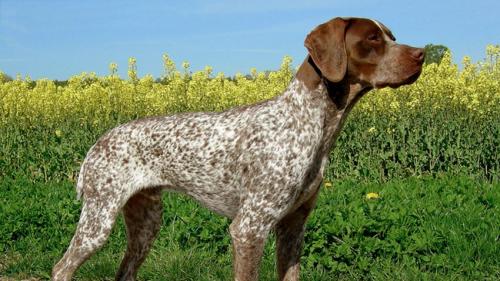  Cane Bracco francese tipo Pirenei