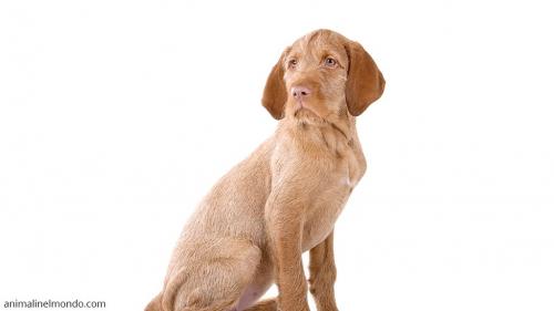 Cane Bracco ungherese a pelo forte