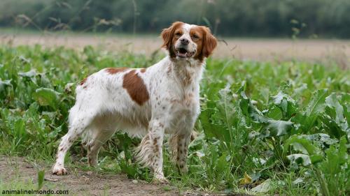  Cane Breton epagneul