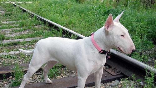  Cane Bull Terrier Inglese