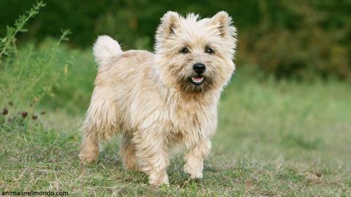 Cane Cairn Terrier