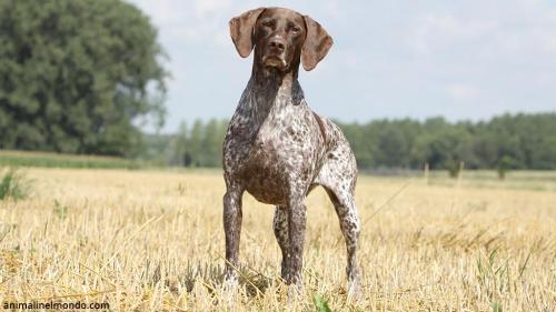 Cane da ferma tedesco a pelo corto