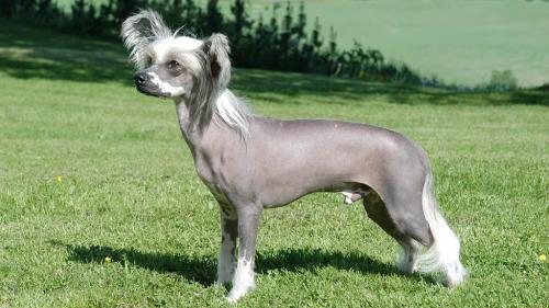  Cane Chinese Crested Dog