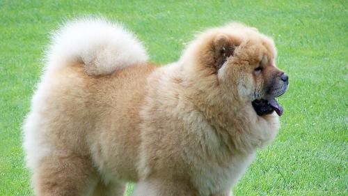 Cane Chow Chow