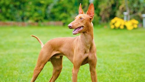 Cane Cirneco dell'Etna