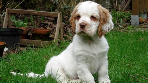  Cane Clumber Spaniel