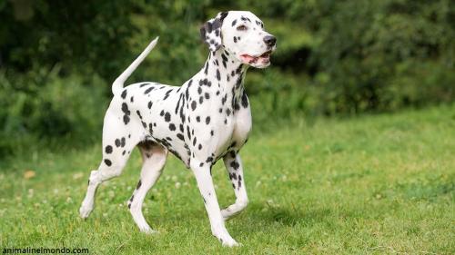Cane Dalmata