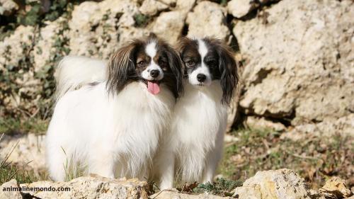 Cane Epagneul Nano Continentale Phalène