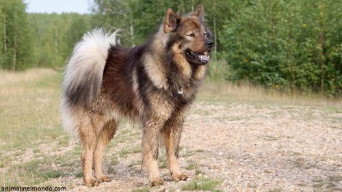  Cane Eurasier