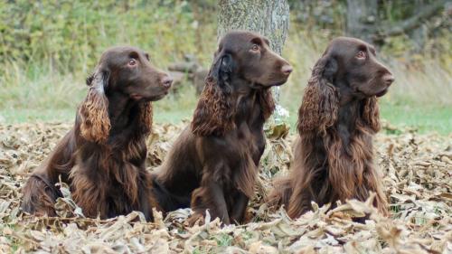  Cane Field Spaniel