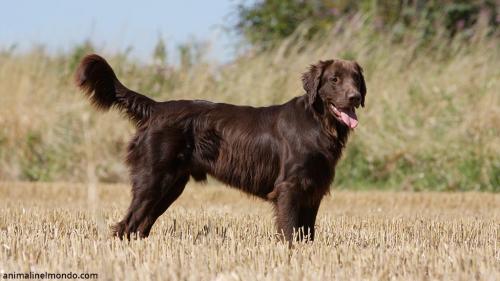  Cane Flat Coated Retriever