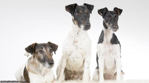  Cane Fox Terrier a pelo liscio