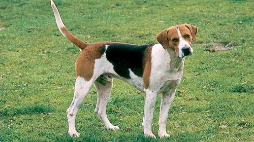  Cane Foxhound