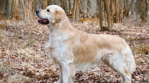  Cane Golden Retriever
