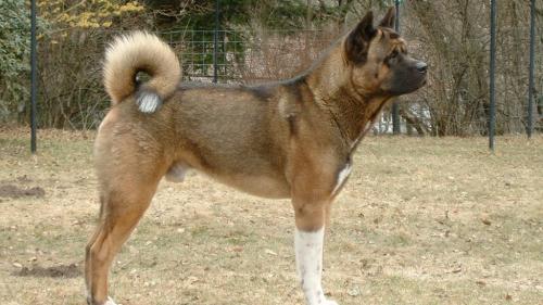 Grande Cane Giapponese