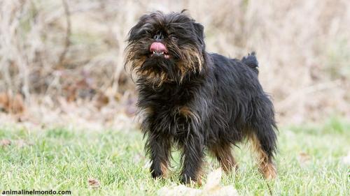  Cane Griffone belga