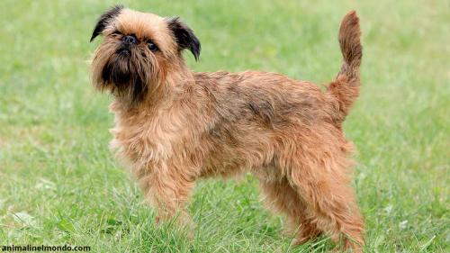  Cane Griffone di Bruxelles