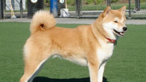 Cane Hokkaido