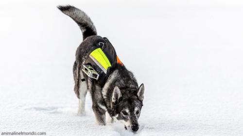  Cane Jamthund