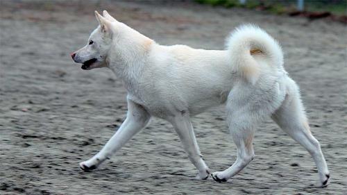 Cane Kishu Inu
