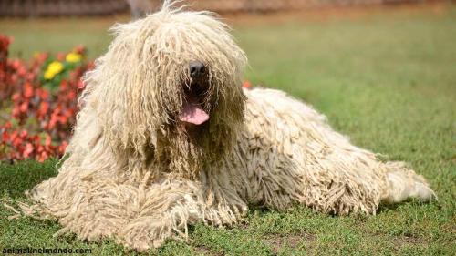  Cane Komondor