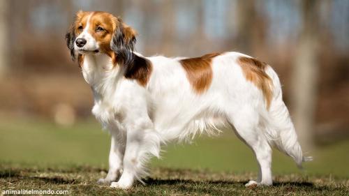  Cane Kooikerhondje