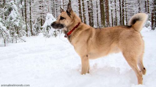  Cane Laika della Siberia occidentale
