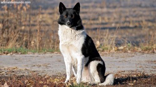  Cane Laika Russo-Europeo