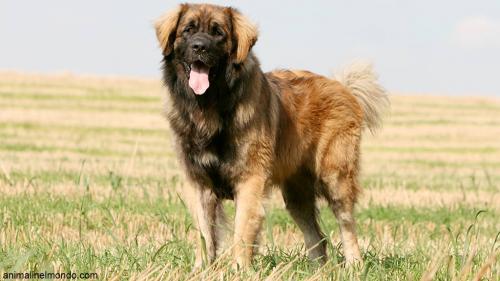  Cane Leonberger