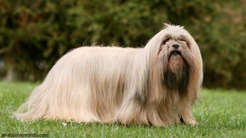  Cane Lhasa Apso