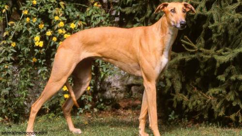 Cane Magyar Agar