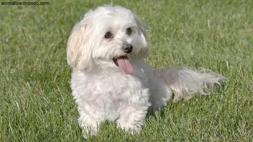  Cane Maltese
