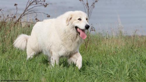  Cane da Montagna dei Pirenei