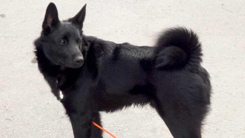  Cane Norsk Elghund Nero