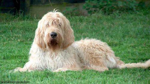 Cane Otterhound