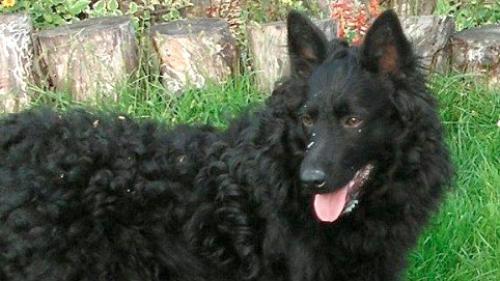 Cane Pastore Croato