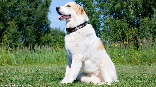 Cane Pastore dell'Asia centrale