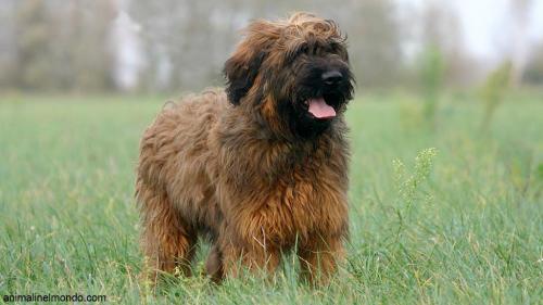  Cane Pastore della Brie