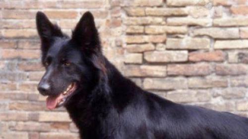  Cane Pastore Italiano