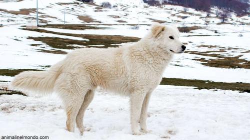 Cane Pastore Maremmano Abruzzese