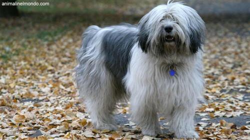  Cane Pastore Polacco di Vallee