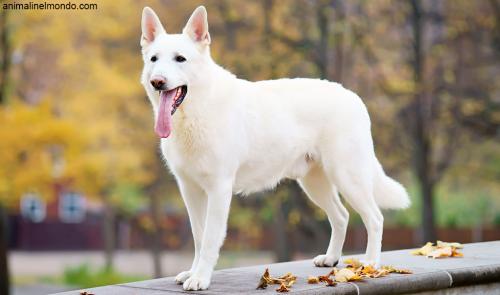  Cane Pastore Svizzero bianco