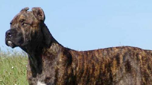 Cane Perro de presa spagnolo