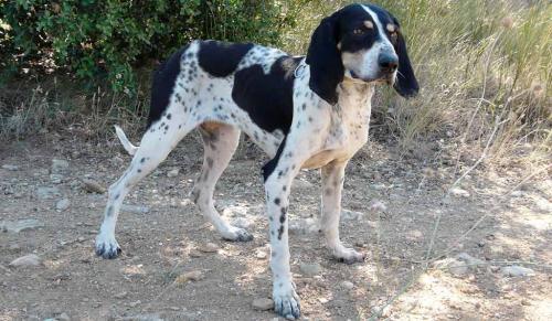  Cane Petit Bleu de Gascogne