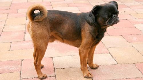  Cane Piccolo Brabantino