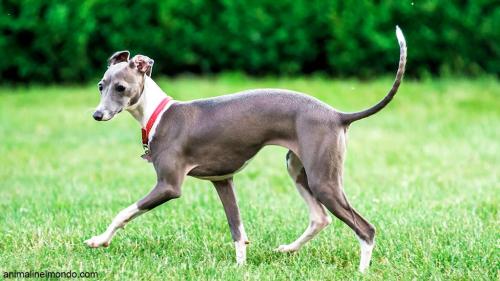  Cane Piccolo Levriero Italiano