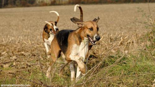 Cane Poitevin