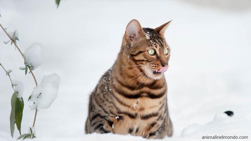  Gatto Asian