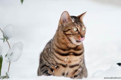 Gatto Asian